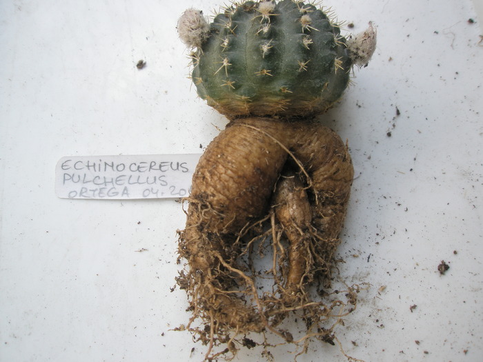 Echinocereus pulchellus - radacini de cactusi