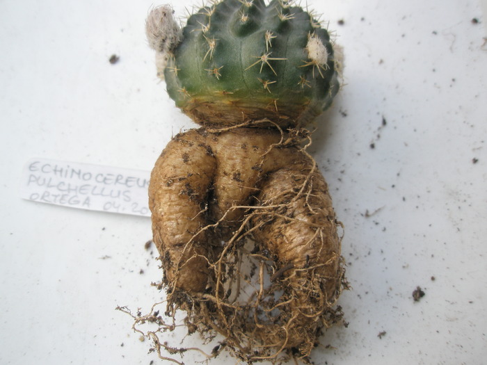 Echinocereus pulchellus - spate - radacini de cactusi