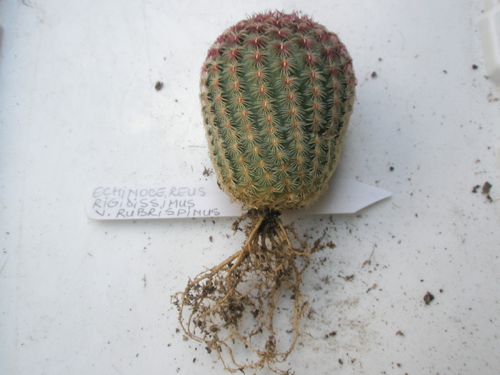 Echinocereus rigidissimus v. rubrispinus - radacini de cactusi