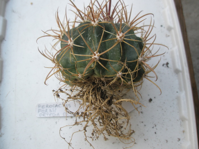 Ferocactus fordii