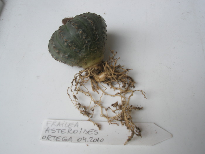 Frailea asteroides - radacini de cactusi