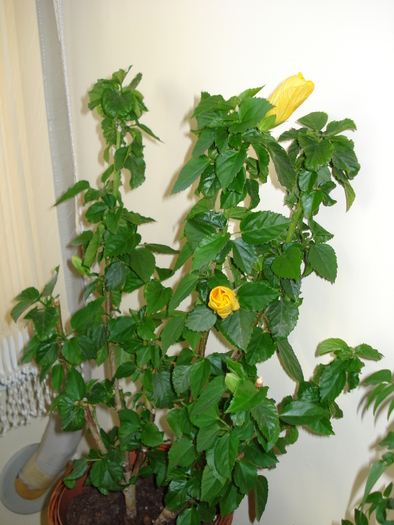 HIBISCUS GALBEN