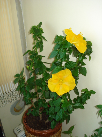 HIBISCUS GALBEN