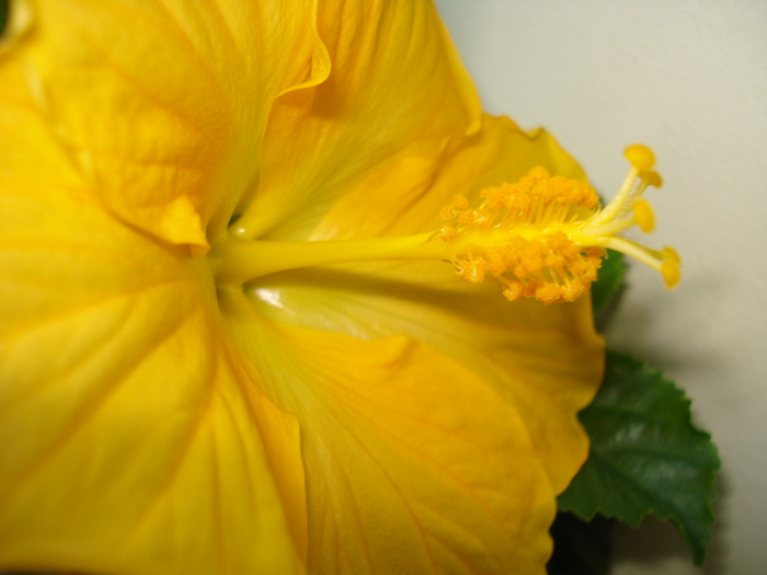 HIBISCUS GALBEN