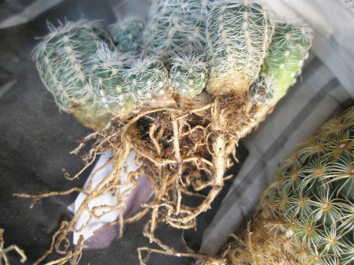 Gymnocalycium bruchii f. niveum