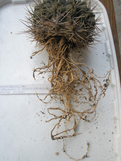 Gymnocalycium gibbosum v. brachypetallum - radacini de cactusi