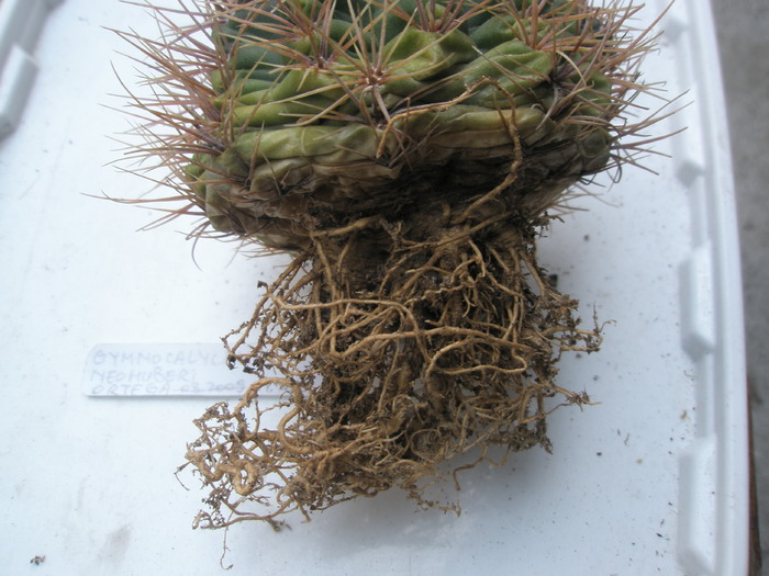 Gymnocalycium neohuberi - radacini de cactusi