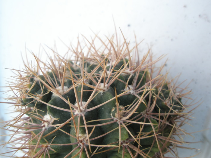 Gymno neohuberii - puii - radacini de cactusi