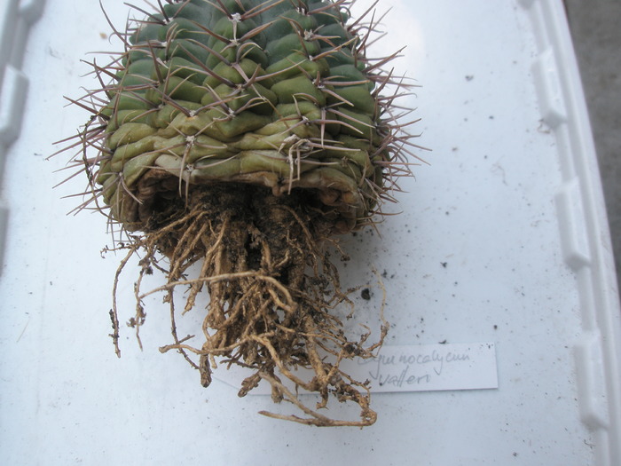 Gymnocalycium vatteri - radacini de cactusi