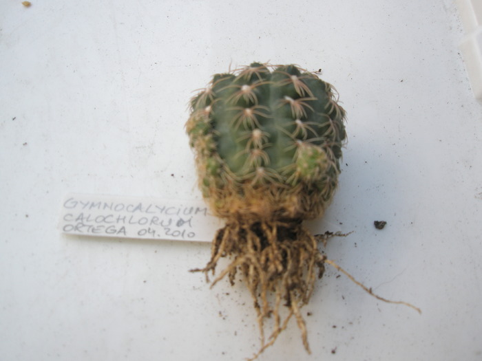 Gymnocalycium calochlorum