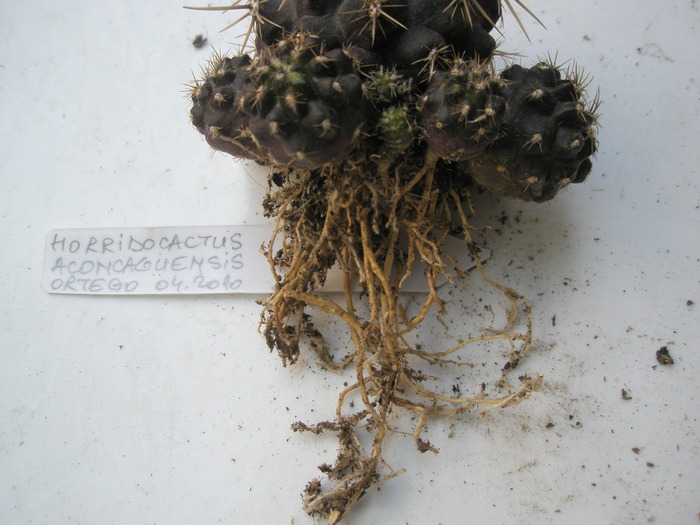 Horridocactus aconcaguensis - radacini de cactusi