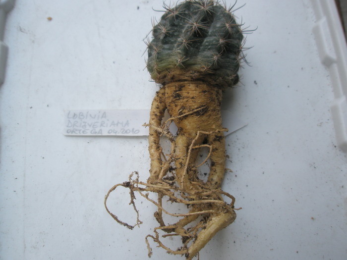 Lobivia drijveriana - radacini de cactusi