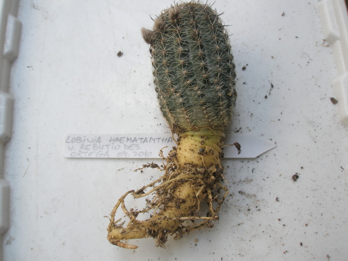 Lobivia haematantha v. rebutioides - radacini de cactusi