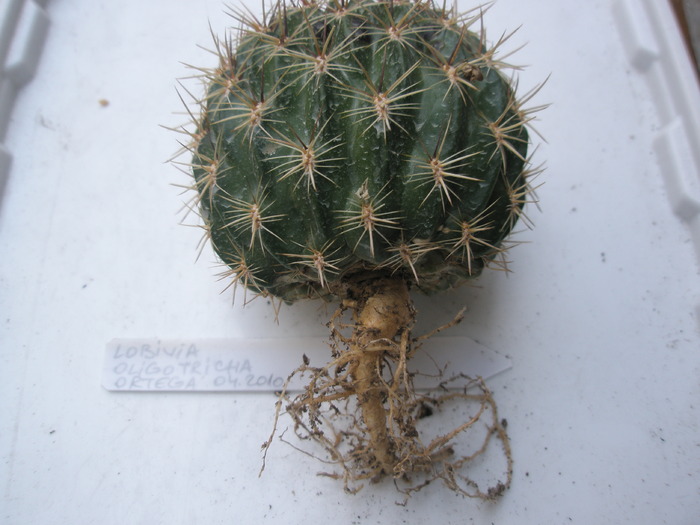 Lobivia oligotricha - radacini de cactusi