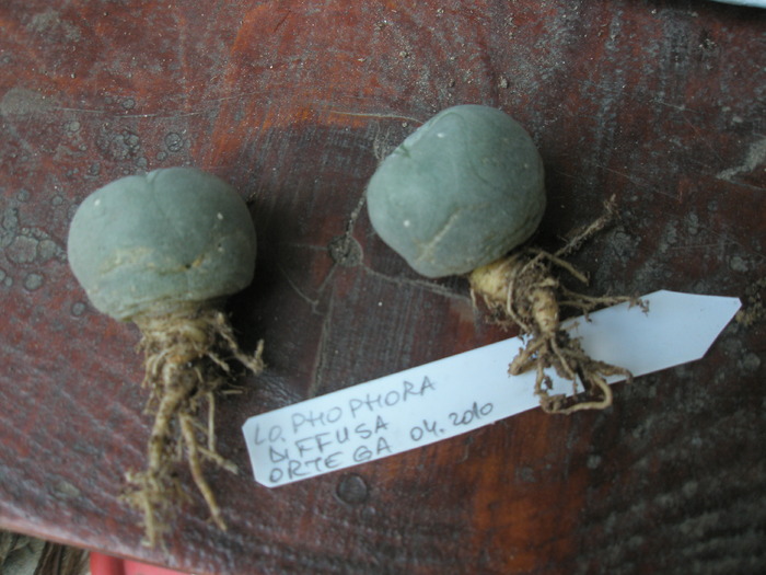 Lophophora diffusa - radacini de cactusi