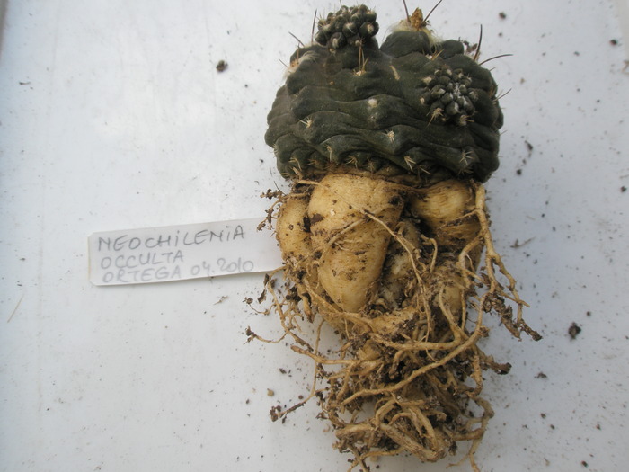 Nochilenia occulta - spate - radacini de cactusi