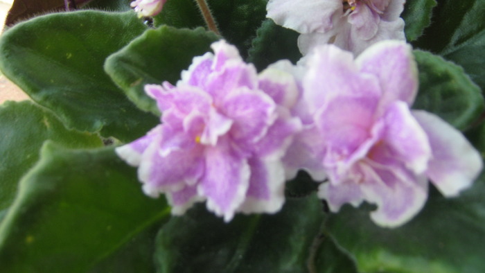 violeta - flori 2010
