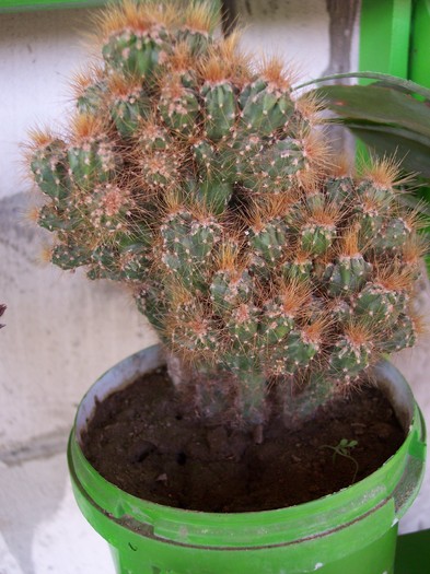 cactus - 2010 -a-primavara