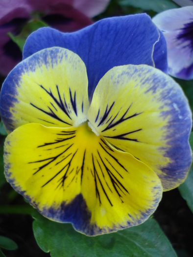 Matrix Morpheus pansy, 01may2010 - Matrix Morpheus pansy