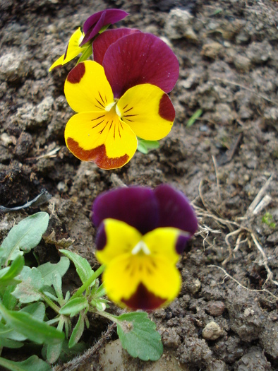 Penny Yellow Jump Up pansy 24apr - Penny Yellow pansy