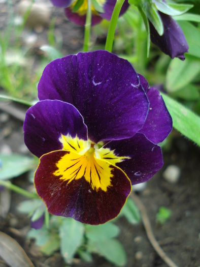 Penny Yellow Purple pansy 23apr - Penny Yellow Purple