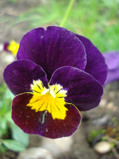 Penny Yellow Purple pansy 24apr