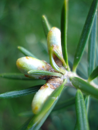 Korean Fir (2010, May 01) - Abies koreana_Korean Fir