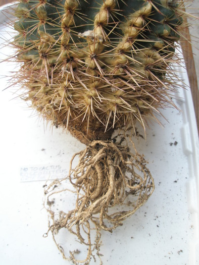 Notocactus roseoluteus - radacini de cactusi