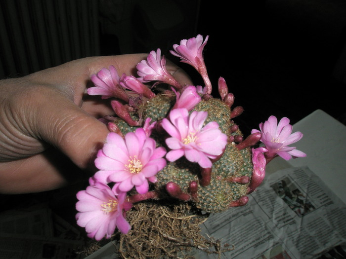 Rebutia .., din colet - radacini de cactusi