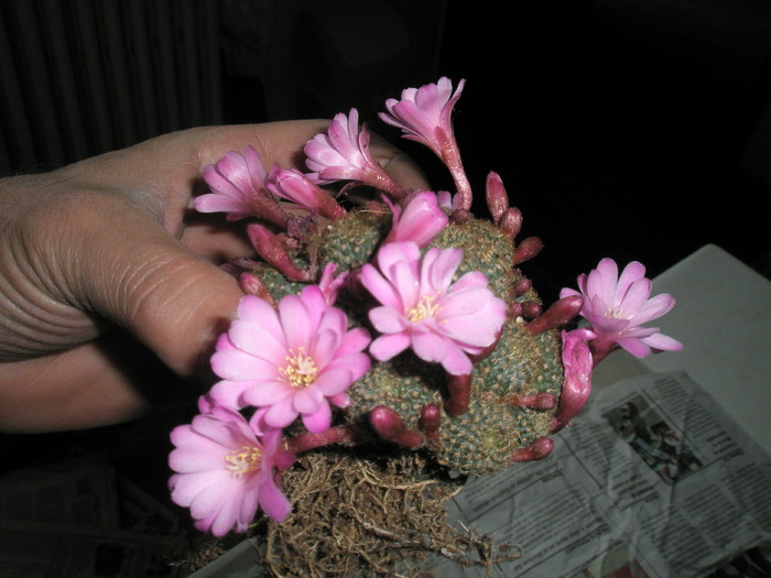 Rebutia .., din colet