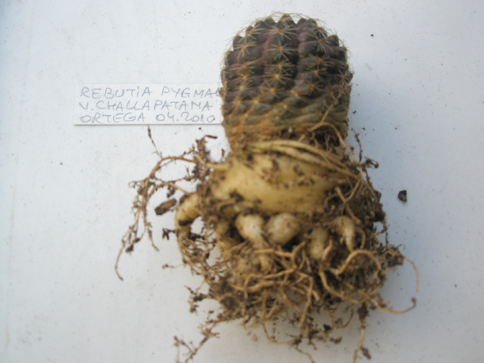 Rebutia pygmaea - din spate - radacini de cactusi