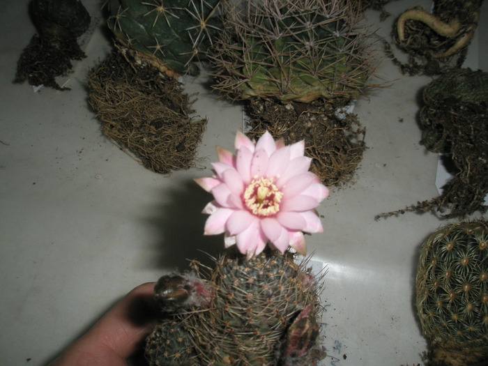 Rebutia pygmaea v. eos