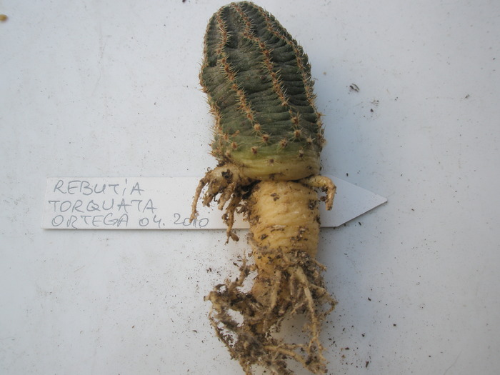 Rebutia torquata - radacini de cactusi