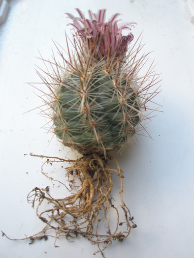 Thelocactus lausseri - radacini de cactusi