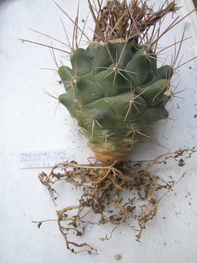 Thelocactus panarottoanus - radacini de cactusi