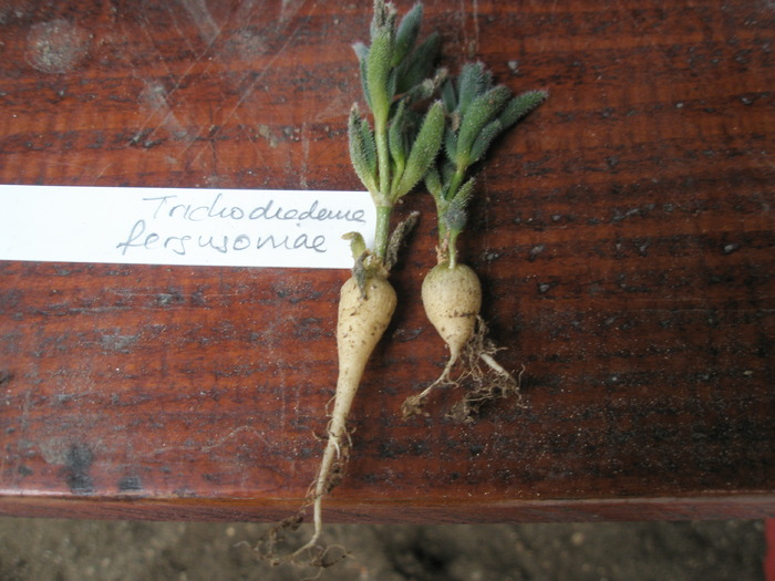 Trichodiadema fergusoniae - radacini de cactusi