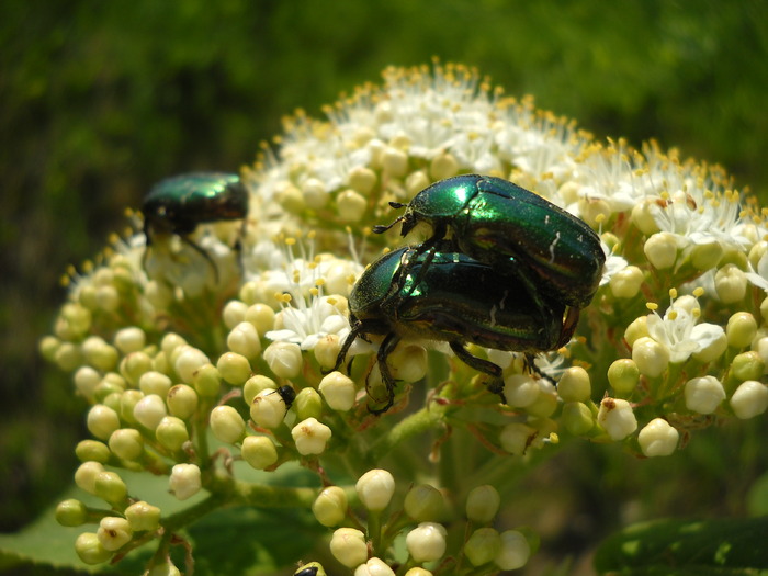 Picture 127 - natura 2010