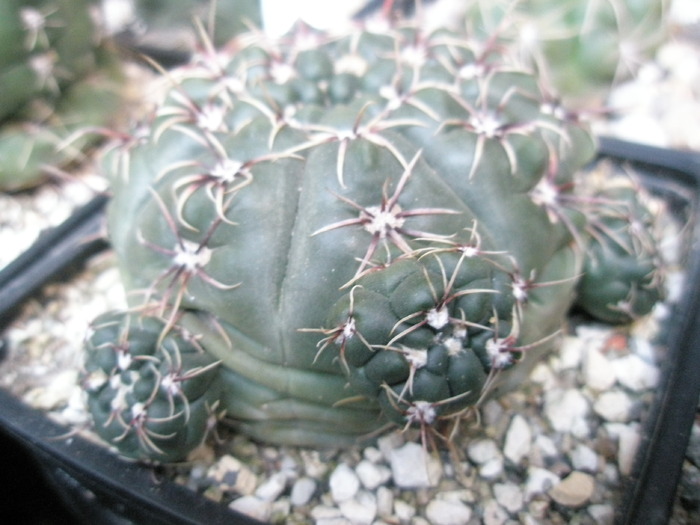 Gymnocalycium amerhauserii - radacini de cactusi