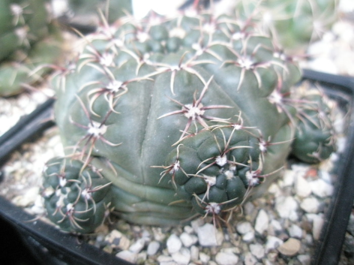 Gymnocalycium amerhauserii