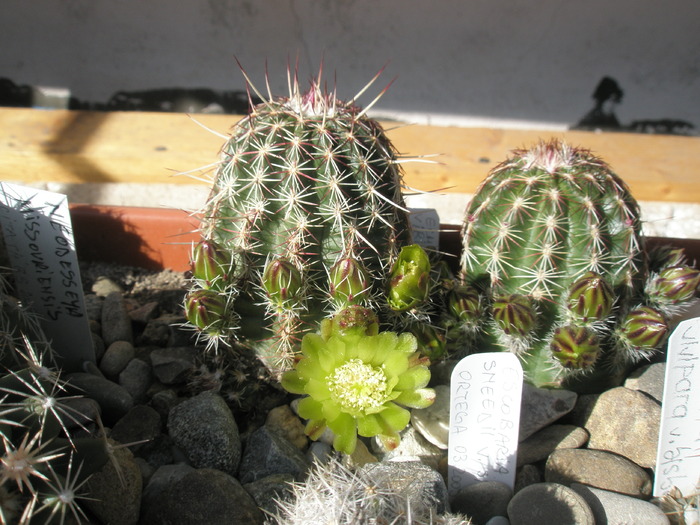 Echinocereus viridiflorus  - 27.04