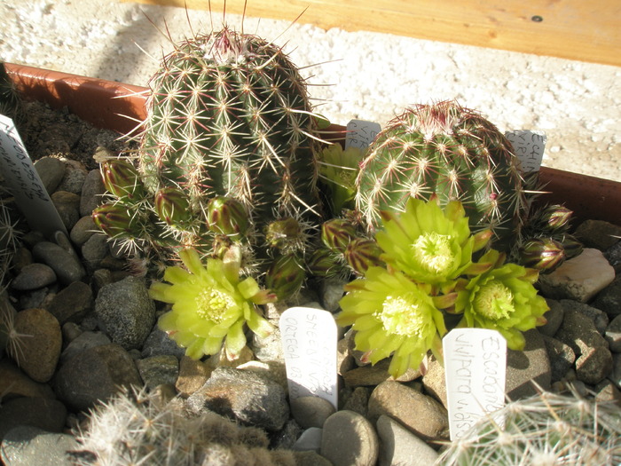 Echinocereus viridiflorus 29.04 - Echinocereus