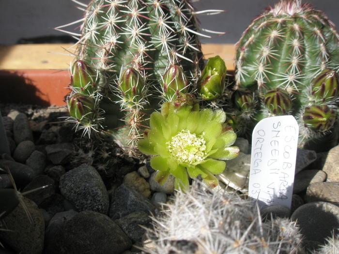 Echinocereus viridiflorus - floare