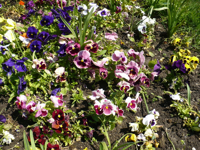 P1250762 - Herastrau 2010 mai 01