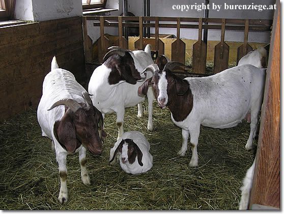 buren_capre - 2animalele care leas dori sa le am ijen alatokot szeretnek