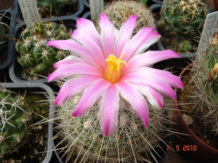 DSC07832 - Cactusi Mai