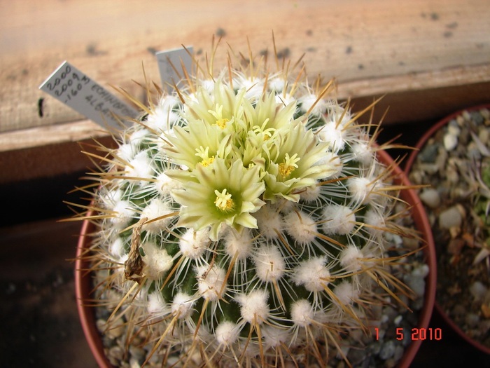 DSC07836 - Cactusi Mai