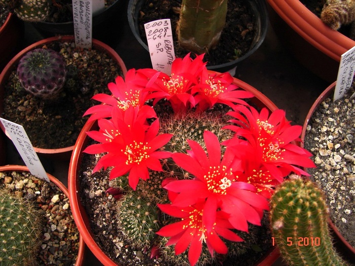 DSC07841 - Cactusi Mai