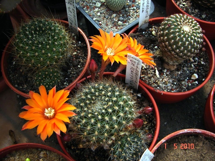 DSC07842 - Cactusi Mai