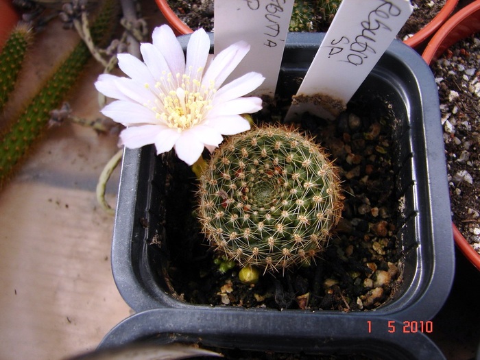 DSC07845 - Cactusi Mai