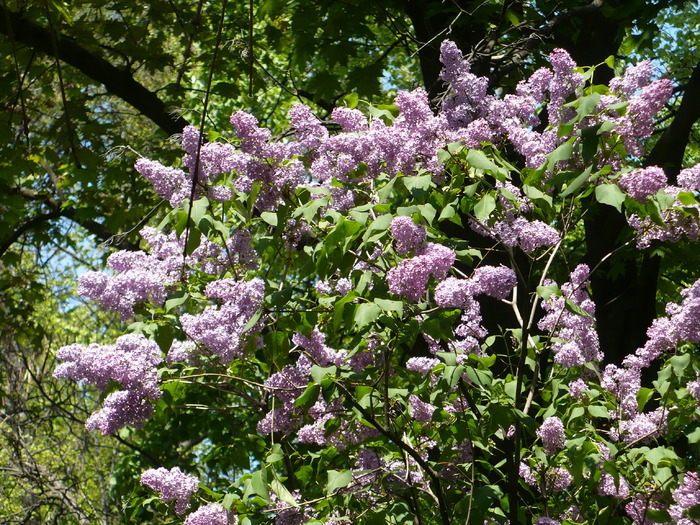 P1250838 - Herastrau 2010 mai 01